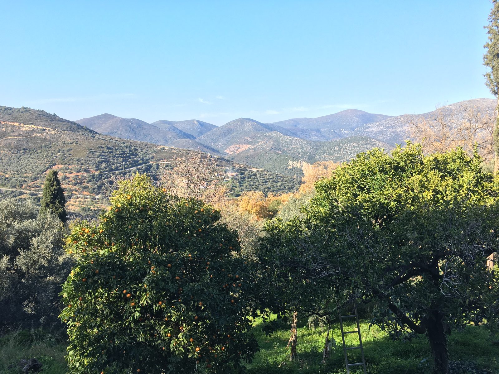 Blick von Sorakas über unsere Orangenbäume in die Berge des Hinterlands