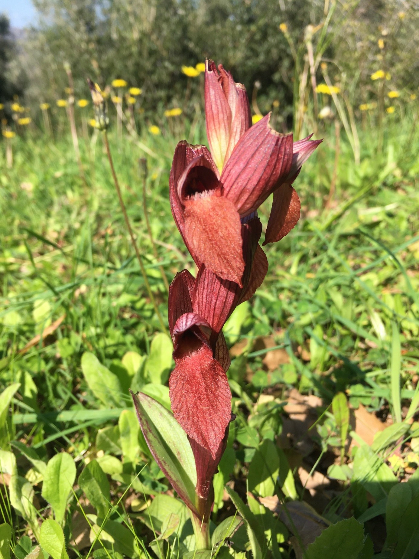 Flugscharorchis – eine der vielen Pflanzenarten, die wir in unserem Olivenhain beobachten können.
