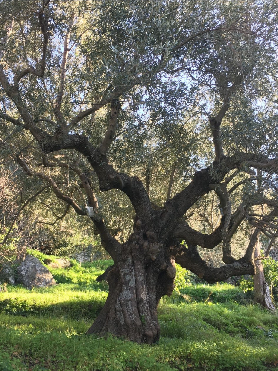 Uralte Olivenbäume tragen immer noch Oliven. Die Einheimischen sagen, es sei das beste Olivenöl, das in diesem Gebiet produziert wird.
