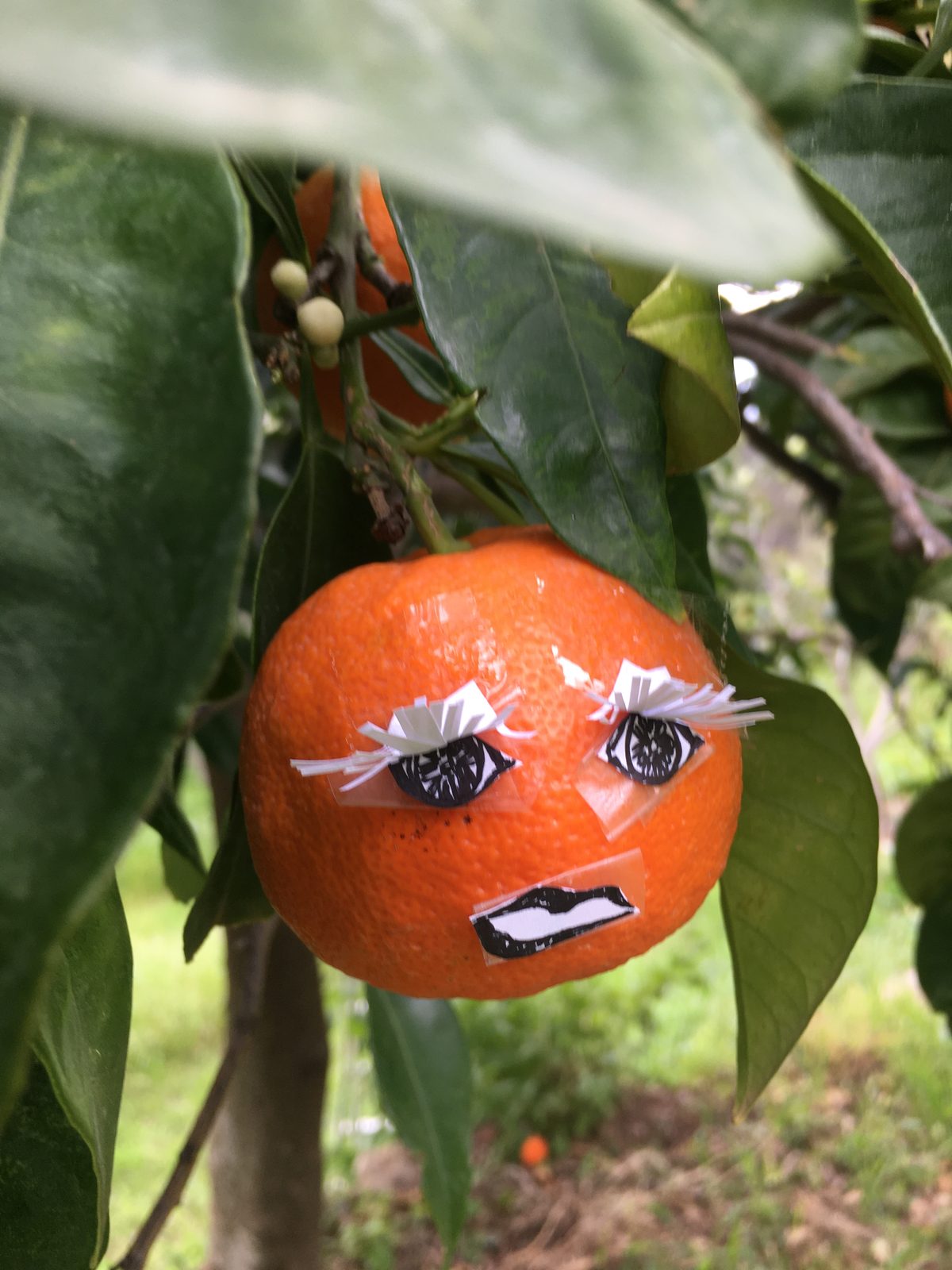 Wenn unsere Orangen reif sind, gibt es wunderbaren Orangensaft