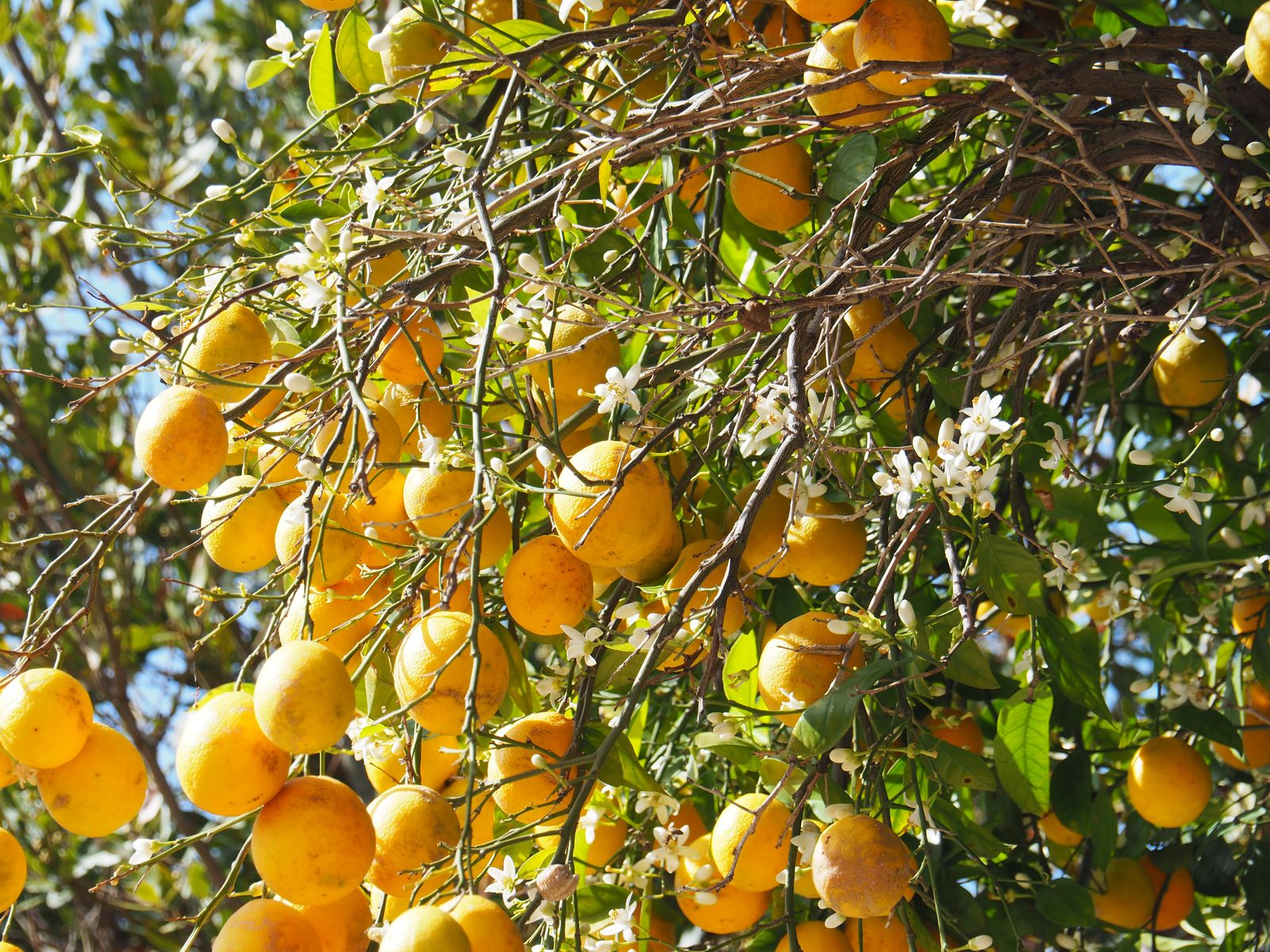 Unsere Orangenbäume in voller Pracht